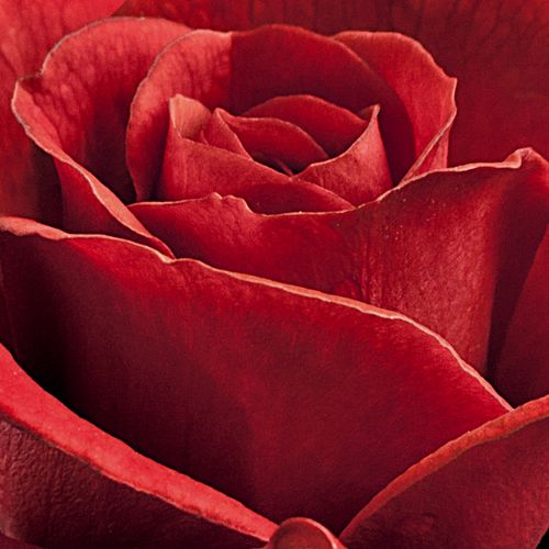 Zakúpenie ruží - trpasličia, mini ruža - červená - Rosa Top Hit® - mierna vôňa ruží - L. Pernille Olesen,  Mogens Nyegaard Olesen - Vhodná na dekoráciu záhonov, bohato kvitnúca, kvety sú usporiadané v skupinách